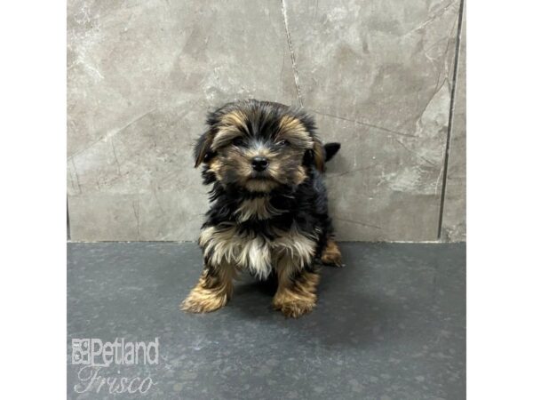 Morkie-Dog-Male-Black and Tan-31299-Petland Frisco & Mckinney, Texas