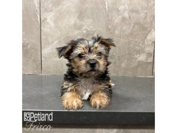 Morkie-Dog-Male-Black and Tan-31298-Petland Frisco & Mckinney, Texas
