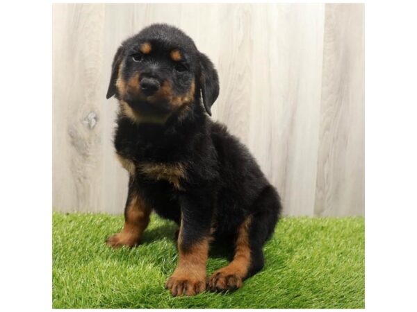 Rottweiler-Dog-Male-Black / Tan-31352-Petland Frisco & Mckinney, Texas