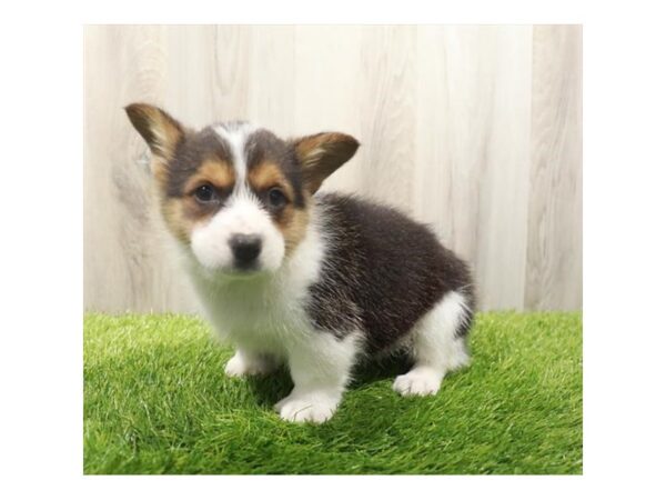 Pembroke Welsh Corgi-Dog-Female-Black White / Tan-31366-Petland Frisco & Mckinney, Texas