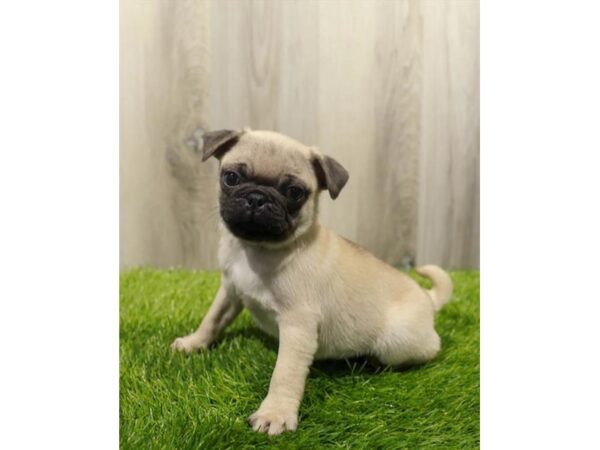 Pug-Dog-Male-Fawn-31367-Petland Frisco & Mckinney, Texas