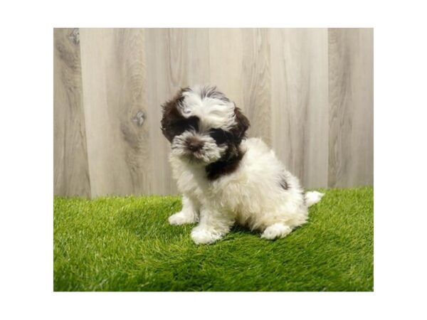 Havanese-Dog-Female-Chocolate-31458-Petland Frisco & Mckinney, Texas