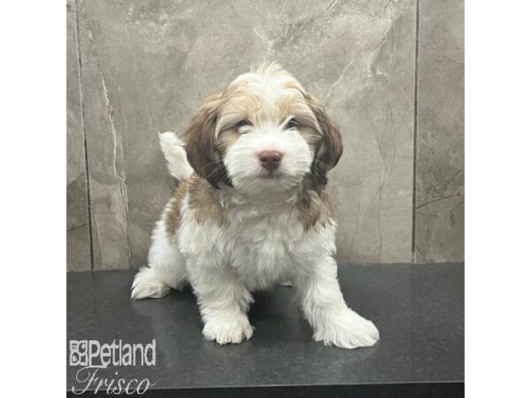 Havanese-Dog-Male-White and Sable-31394-Petland Frisco & Mckinney, Texas
