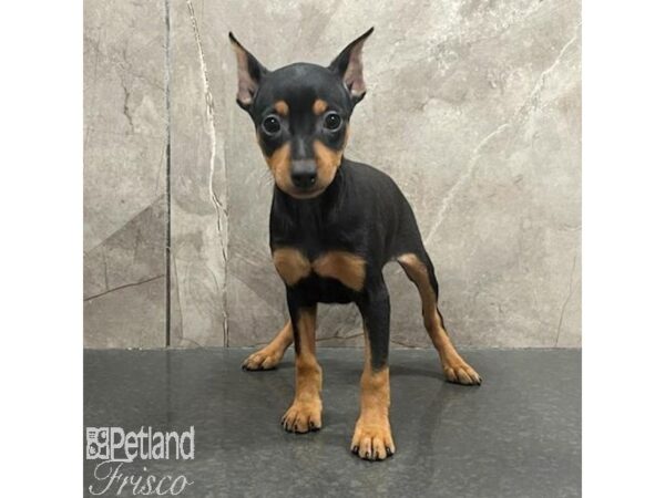 Miniature Pinscher-Dog-Female-Black / Tan-31385-Petland Frisco & Mckinney, Texas