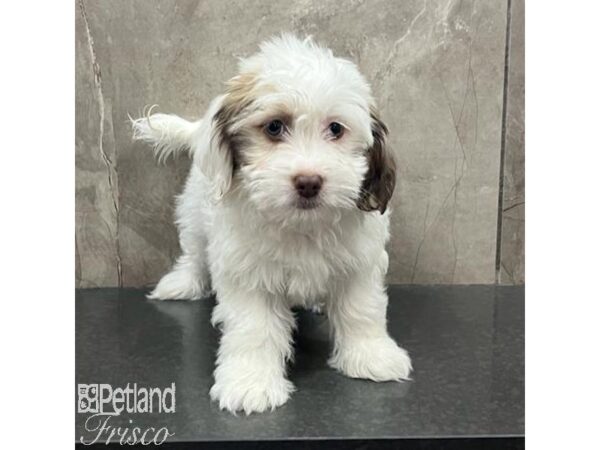 Havanese-Dog-Male-White and Sable-31395-Petland Frisco & Mckinney, Texas