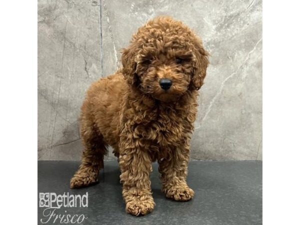 Poodle-Dog-Female-Red-31400-Petland Frisco & Mckinney, Texas