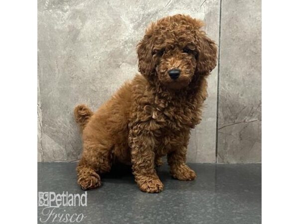 Poodle-Dog-Male-Red-31401-Petland Frisco & Mckinney, Texas
