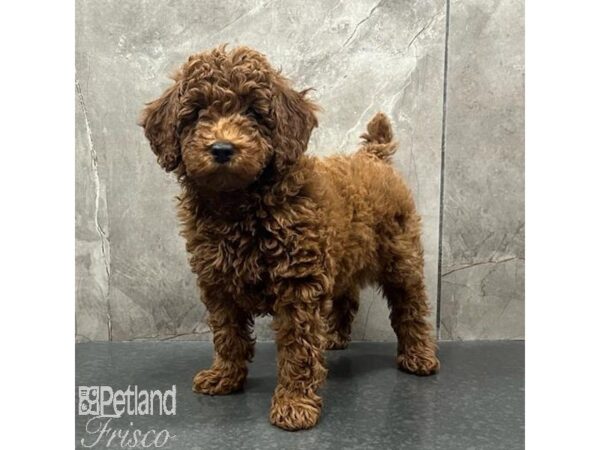 Poodle-Dog-Male-Red-31402-Petland Frisco & Mckinney, Texas