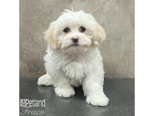 Teddy Bear-Dog-Male-White-31410-Petland Frisco & Mckinney, Texas