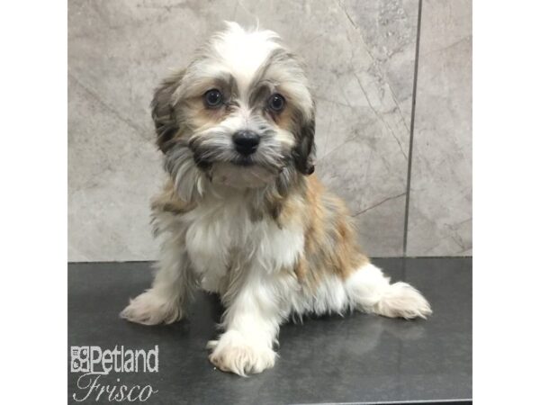 Havanese-Dog-Female-Sable / White-31439-Petland Frisco & Mckinney, Texas