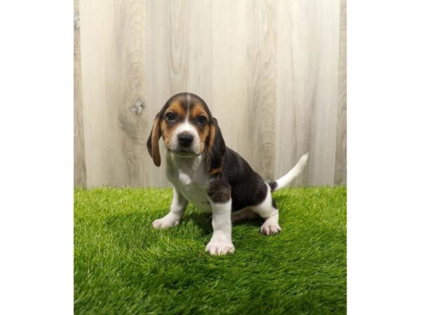 Beagle-Dog-Male-Black White / Tan-31363-Petland Frisco & Mckinney, Texas