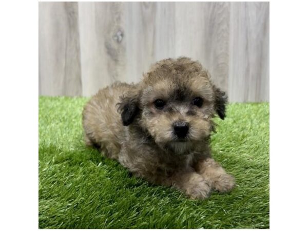 Maltipoo-Dog-Female-Sable-31450-Petland Frisco & Mckinney, Texas