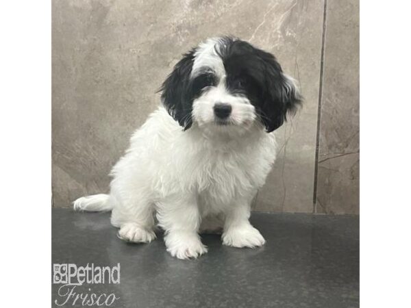 Havanese-Dog-Male-Black and White-31396-Petland Frisco & Mckinney, Texas