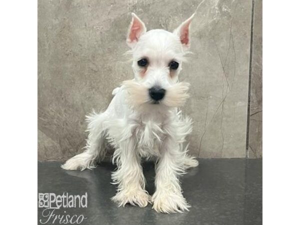 Miniature Schnauzer-Dog-Male-White-31374-Petland Frisco & Mckinney, Texas