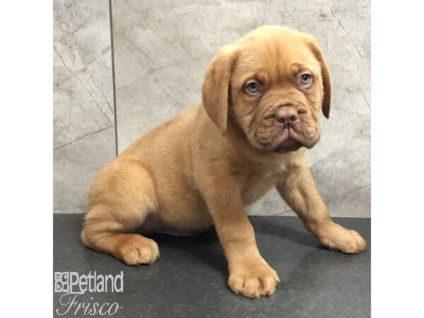 Dogue De Bordeaux-Dog-Male-Red-31427-Petland Frisco & Mckinney, Texas
