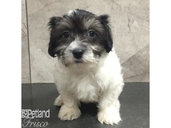Havanese-Dog-Male-Black / White-31436-Petland Frisco & Mckinney, Texas