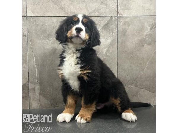 Bernese Mountain Dog-Dog-Male-Black White / Tan-31466-Petland Frisco & Mckinney, Texas