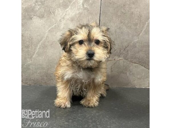 Morkie-Dog-Male-Gold-31467-Petland Frisco & Mckinney, Texas