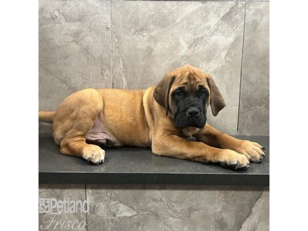 Bullmastiff-Dog-Male-Apricot-31468-Petland Frisco & Mckinney, Texas
