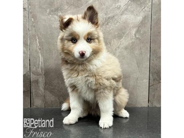 Pomsky-Dog-Male-Red Merle-31487-Petland Frisco & Mckinney, Texas