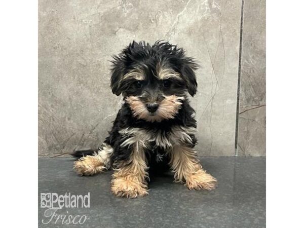 Morkie-Dog-Female-Black / Tan-31511-Petland Frisco & Mckinney, Texas