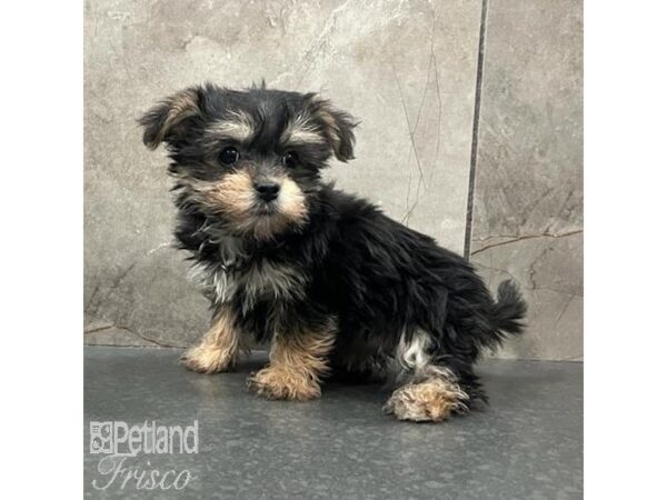 Morkie-Dog-Female-Black / Tan-31508-Petland Frisco & Mckinney, Texas