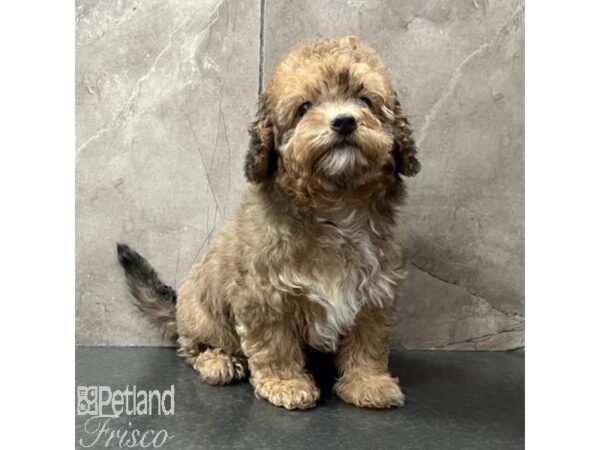 Maltipoo-Dog-Female-Sable-31452-Petland Frisco & Mckinney, Texas