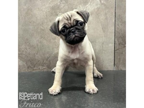 Pug-Dog-Female-Fawn-31525-Petland Frisco & Mckinney, Texas