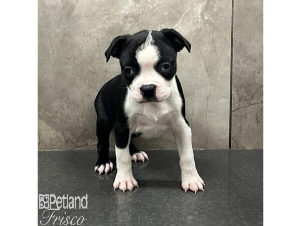 Boston Terrier-Dog-Female-Black / White-31595-Petland Frisco & Mckinney, Texas