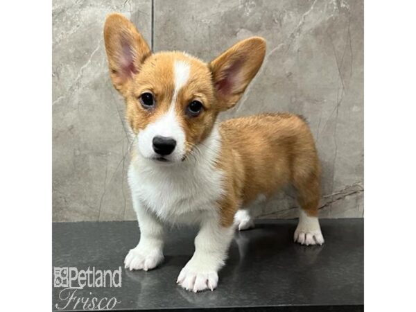 Pembroke Welsh Corgi-Dog-Male-Red Sable-31596-Petland Frisco & Mckinney, Texas