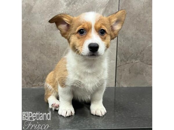 Pembroke Welsh Corgi-Dog-Female-Red Sable-31597-Petland Frisco & Mckinney, Texas
