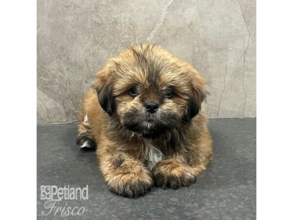 Lhasa Apso-Dog-Male-Golden-31623-Petland Frisco & Mckinney, Texas