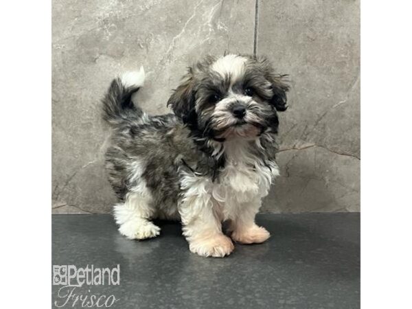 Havanese-Dog-Female-Sable / White-31634-Petland Frisco & Mckinney, Texas