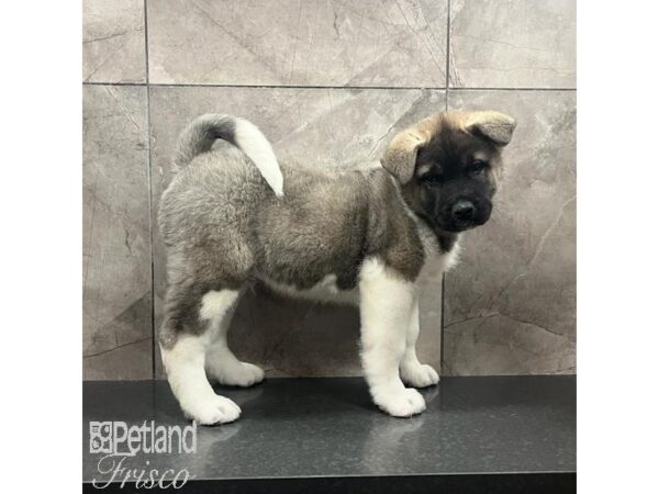 Akita-Dog-Male-Black and Silver-31645-Petland Frisco & Mckinney, Texas