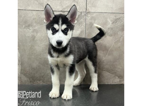 Siberian Husky-Dog-Female-Black / White-31554-Petland Frisco & Mckinney, Texas