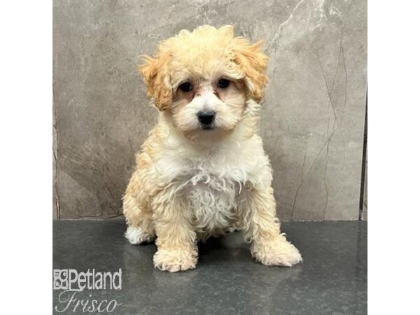 Miniature Poodle-Dog-Female-Apricot-31599-Petland Frisco & Mckinney, Texas