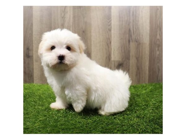 Havanese-Dog-Female-White-31666-Petland Frisco & Mckinney, Texas