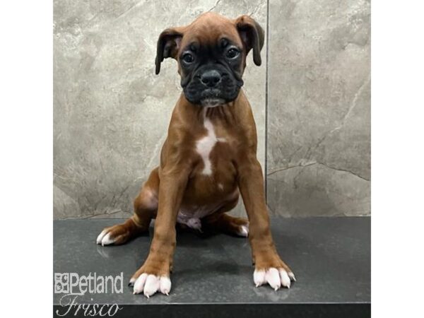 Boxer-Dog-Male-Fawn-31668-Petland Frisco & Mckinney, Texas