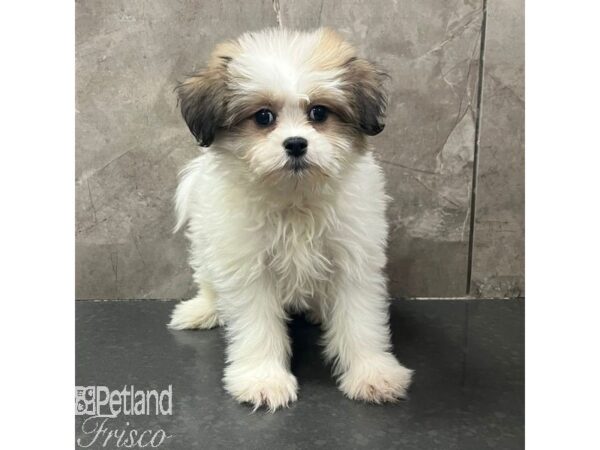Teddy Bear-Dog-Female-Sable / White-31680-Petland Frisco & Mckinney, Texas