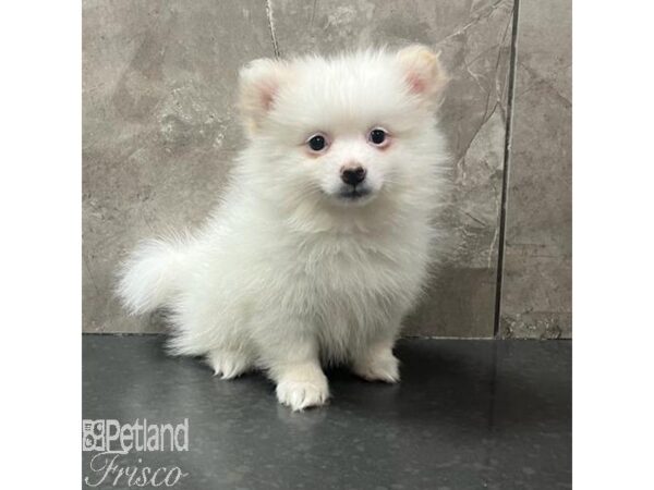Pomeranian-Dog-Male-Cream / White-31693-Petland Frisco & Mckinney, Texas