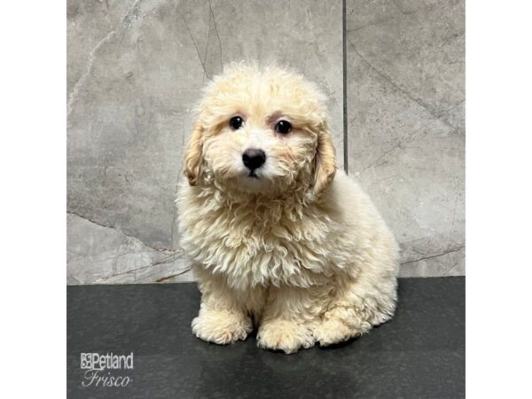Poodle-Dog-Male-Cream-31707-Petland Frisco & Mckinney, Texas