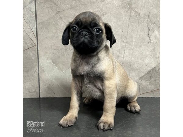 Pug-Dog-Male-Fawn-31742-Petland Frisco & Mckinney, Texas