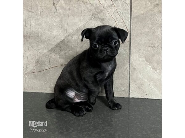 Pug-Dog-Female-Black-31741-Petland Frisco & Mckinney, Texas