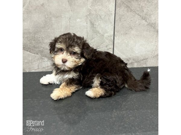 Havanese-Dog-Male-Chocolate-31740-Petland Frisco & Mckinney, Texas