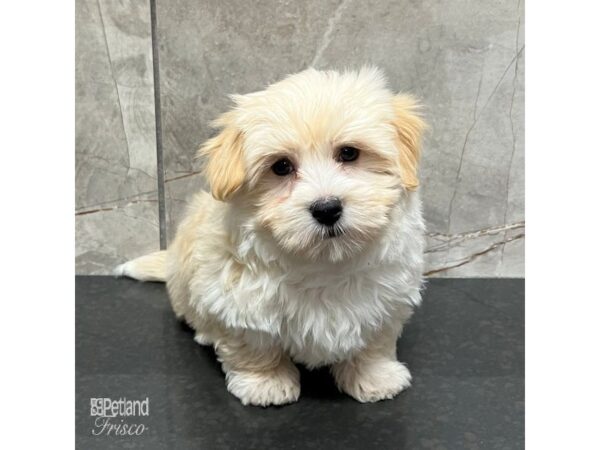 Havanese-Dog-Male-Cream-31738-Petland Frisco & Mckinney, Texas
