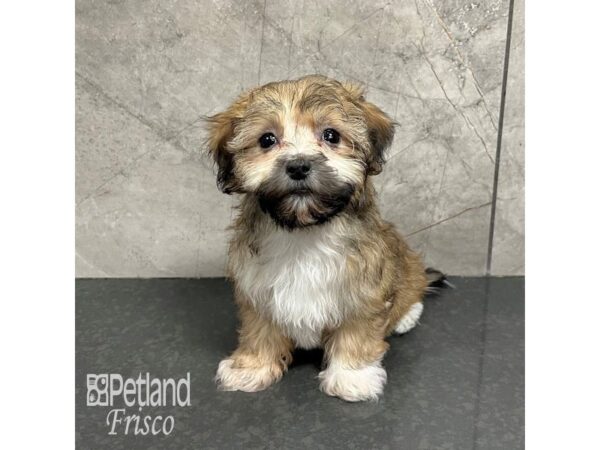 Havanese-Dog-Female-Sable / White-31749-Petland Frisco & Mckinney, Texas