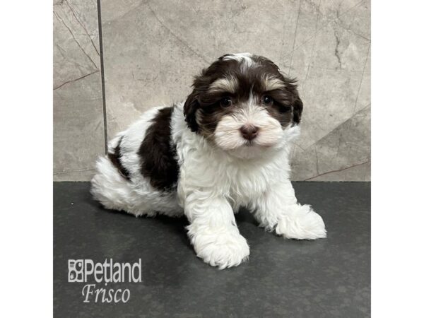 Havanese-Dog-Male-Chocolate / White-31759-Petland Frisco & Mckinney, Texas