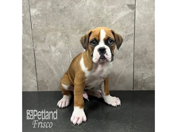 Boxer-Dog-Male-Fawn / White-31763-Petland Frisco & Mckinney, Texas