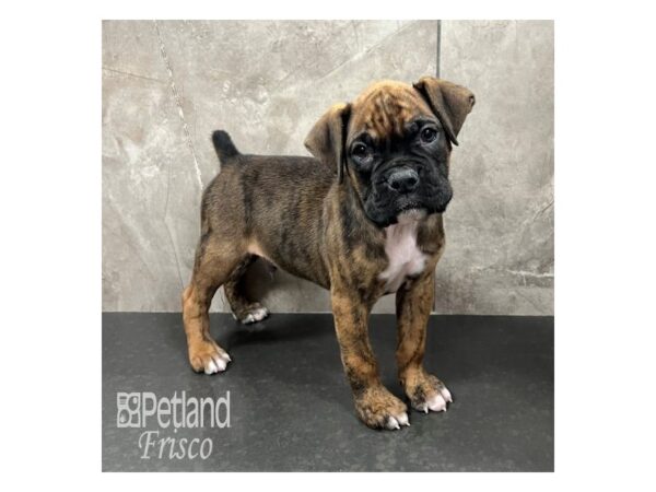 Boxer-Dog-Male-Brindle-31783-Petland Frisco & Mckinney, Texas