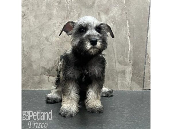 Miniature Schnauzer-Dog-Male-Salt / Pepper-31775-Petland Frisco & Mckinney, Texas